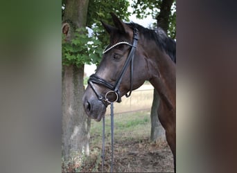 Trakehner, Caballo castrado, 9 años, 173 cm, Castaño oscuro