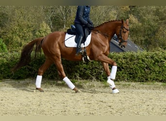 Trakehner, Castrone, 10 Anni, 160 cm, Sauro