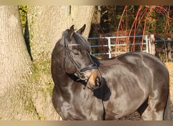 Trakehner, Castrone, 10 Anni, 165 cm, Baio scuro