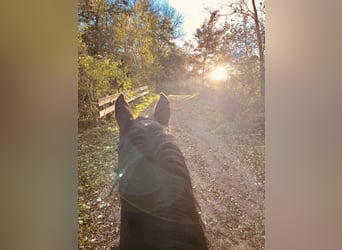 Trakehner, Castrone, 10 Anni, 167 cm, Baio scuro