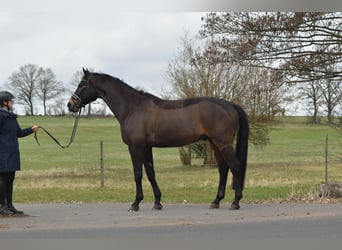 Trakehner, Castrone, 10 Anni, 168 cm, Baio nero
