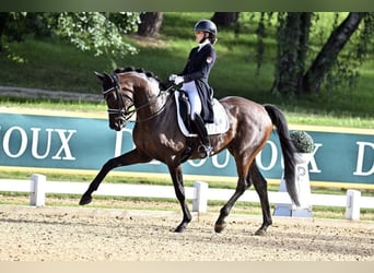 Trakehner, Castrone, 10 Anni, 168 cm, Baio scuro