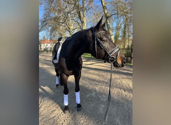 Trakehner, Castrone, 10 Anni, 169 cm, Baio nero