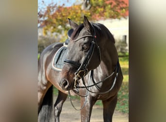 Trakehner, Castrone, 10 Anni, 169 cm, Baio nero