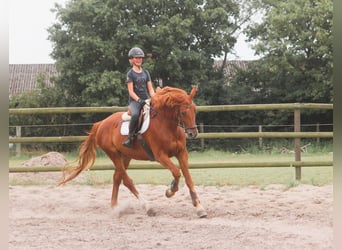Trakehner, Castrone, 10 Anni, 173 cm, Sauro
