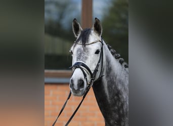 Trakehner, Castrone, 11 Anni, 167 cm, Grigio pezzato