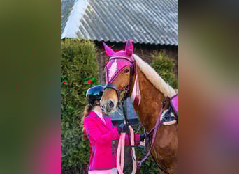 Trakehner Mix, Castrone, 11 Anni, 167 cm, Sauro scuro