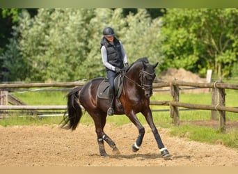 Trakehner, Castrone, 12 Anni, 169 cm, Morello