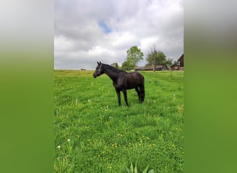 Trakehner, Castrone, 12 Anni, 178 cm, Morello