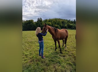 Trakehner, Castrone, 13 Anni, 164 cm, Baio