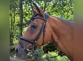 Trakehner, Castrone, 14 Anni, 164 cm, Baio