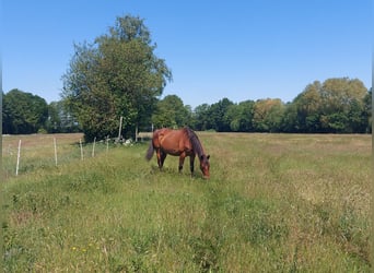 Trakehner, Castrone, 14 Anni, 170 cm, Baio