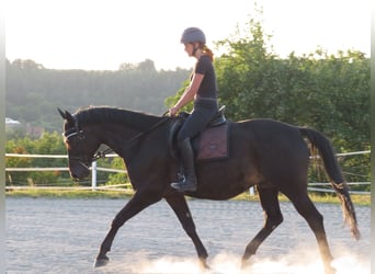 Trakehner, Castrone, 15 Anni, 170 cm, Baio nero