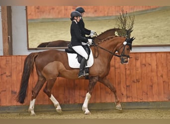 Trakehner, Castrone, 15 Anni, 170 cm, Sauro scuro