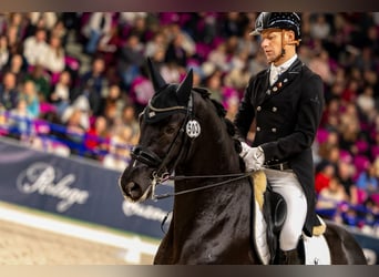 Trakehner, Castrone, 15 Anni, Morello