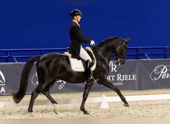 Trakehner, Castrone, 15 Anni, Morello