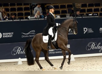 Trakehner, Castrone, 16 Anni, Morello