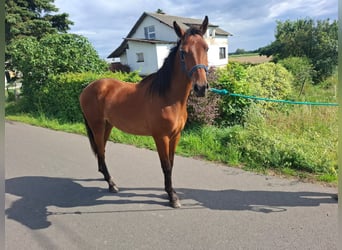 Trakehner, Castrone, 1 Anno, 155 cm, Baio ciliegia
