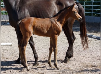 Trakehner, Castrone, 1 Anno, Baio