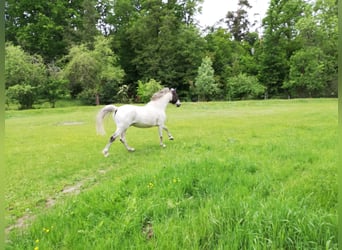 Trakehner, Castrone, 20 Anni, 165 cm, Grigio