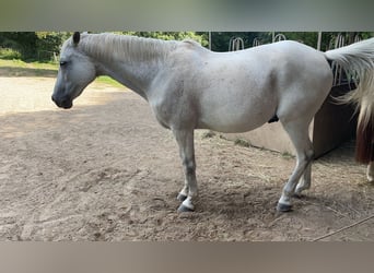 Trakehner, Castrone, 24 Anni, 173 cm, Grigio trotinato