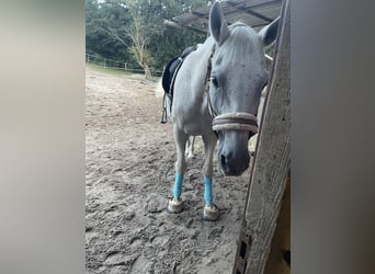 Trakehner, Castrone, 24 Anni, 173 cm, Grigio trotinato