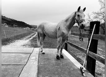Trakehner, Castrone, 24 Anni, 173 cm, Grigio trotinato