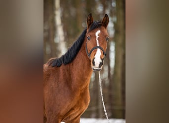 Trakehner, Castrone, 2 Anni, 157 cm, Baio