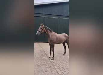Trakehner, Castrone, 2 Anni, 158 cm, Può diventare grigio