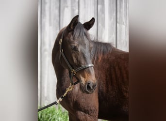 Trakehner, Castrone, 2 Anni, 160 cm, Baio scuro
