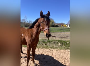 Trakehner, Castrone, 2 Anni, 163 cm, Baio