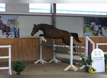 Trakehner, Castrone, 2 Anni, 164 cm, Baio