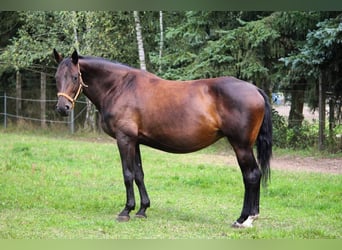 Trakehner, Castrone, 2 Anni, 165 cm, Baio