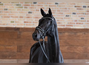 Trakehner, Castrone, 2 Anni, 165 cm, Baio nero