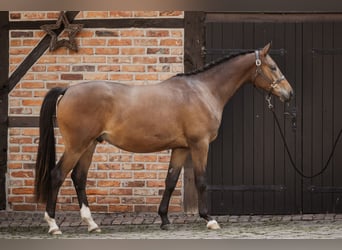 Trakehner, Castrone, 2 Anni, 167 cm, Baio