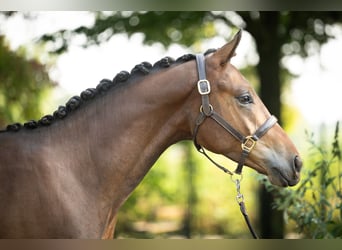 Trakehner, Castrone, 2 Anni, 167 cm, Baio