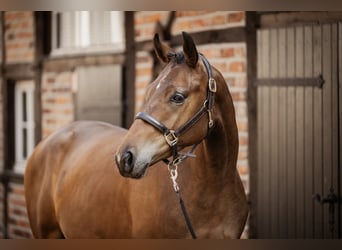 Trakehner, Castrone, 2 Anni, 167 cm, Baio