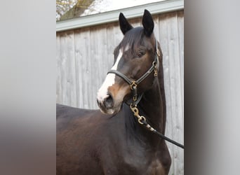Trakehner, Castrone, 2 Anni, 168 cm, Baio nero