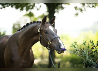 Trakehner, Castrone, 2 Anni, 168 cm, Sauro scuro