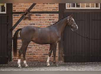 Trakehner, Castrone, 2 Anni, 168 cm, Sauro scuro