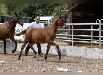 Trakehner, Castrone, 2 Anni, Baio