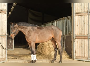 Trakehner, Castrone, 3 Anni, 156 cm, Baio