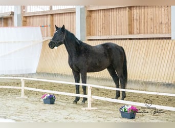 Trakehner, Castrone, 3 Anni, 160 cm, Baio nero