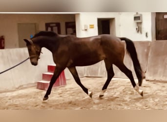 Trakehner, Castrone, 3 Anni, 163 cm, Baio