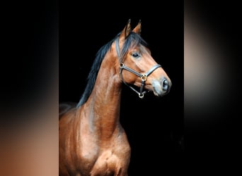 Trakehner, Castrone, 3 Anni, 163 cm, Baio