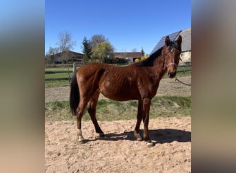 Trakehner, Castrone, 3 Anni, 163 cm, Baio