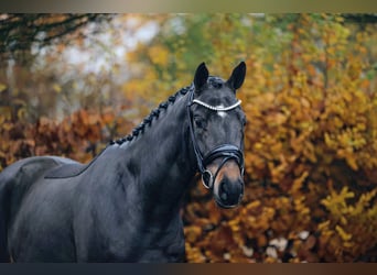 Trakehner, Castrone, 3 Anni, 165 cm, Baio scuro