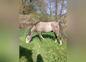 Trakehner Mix, Castrone, 3 Anni, 165 cm, Grigio