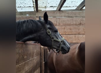 Trakehner, Castrone, 3 Anni, 165 cm, Grigio