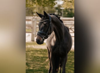 Trakehner, Castrone, 3 Anni, 166 cm, Baio nero